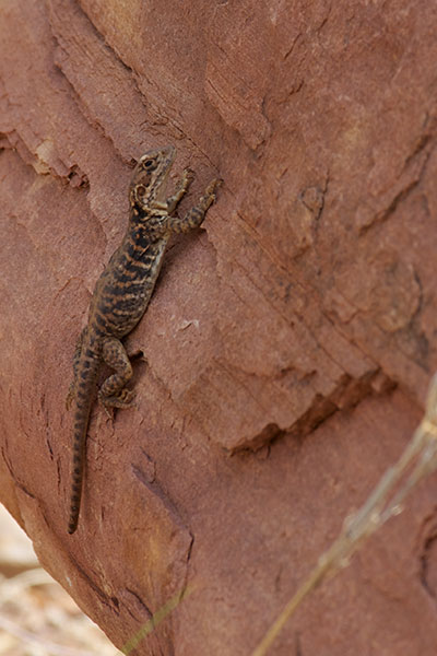 Red-barred Dragon (Ctenophorus vadnappa)