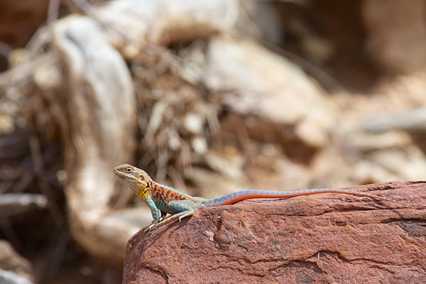 Red-barred Dragon (Ctenophorus vadnappa)