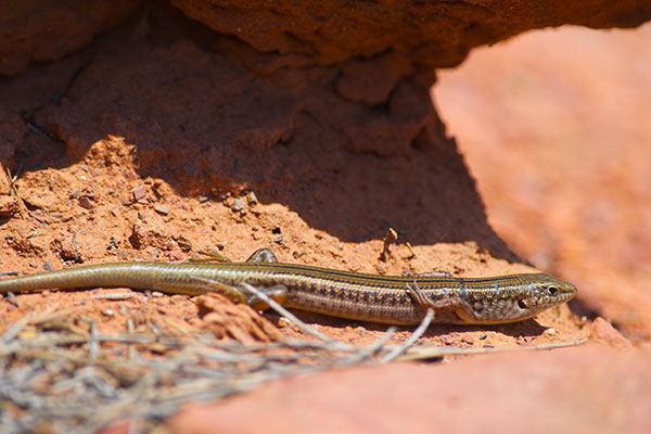 Eastern Striped Skink (Ctenotus robustus)