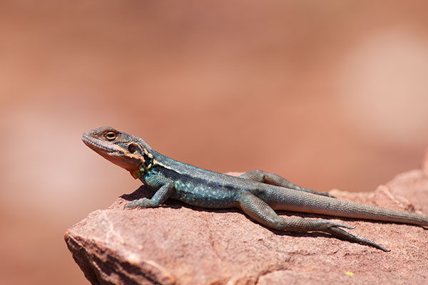 Swift Rock Dragon (Ctenophorus modestus)