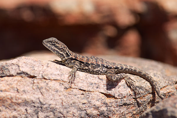 Swift Rock Dragon (Ctenophorus modestus)