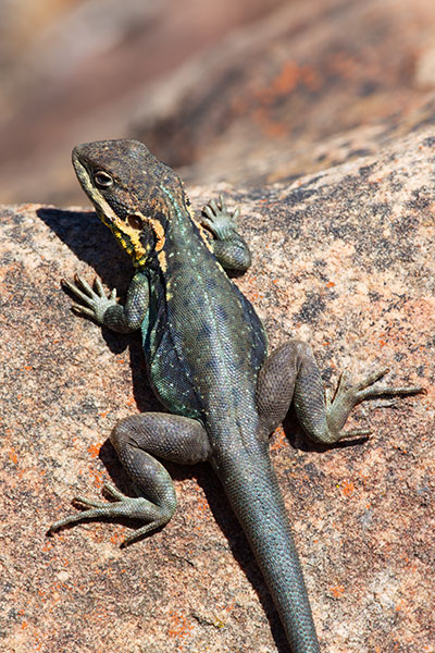 Swift Rock Dragon (Ctenophorus modestus)