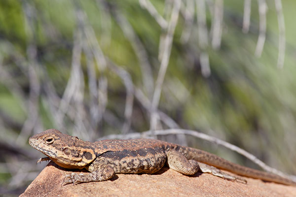 Swift Rock Dragon (Ctenophorus modestus)