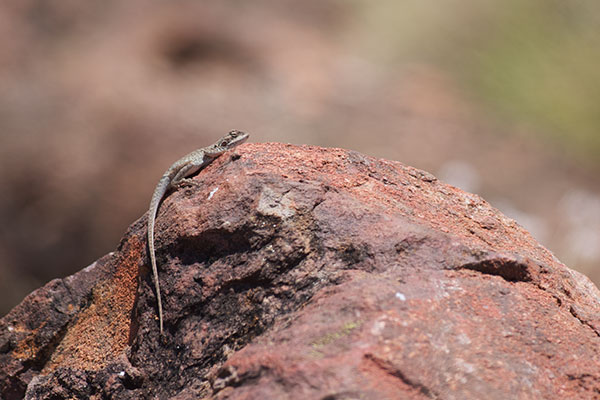 Red-barred Dragon (Ctenophorus vadnappa)