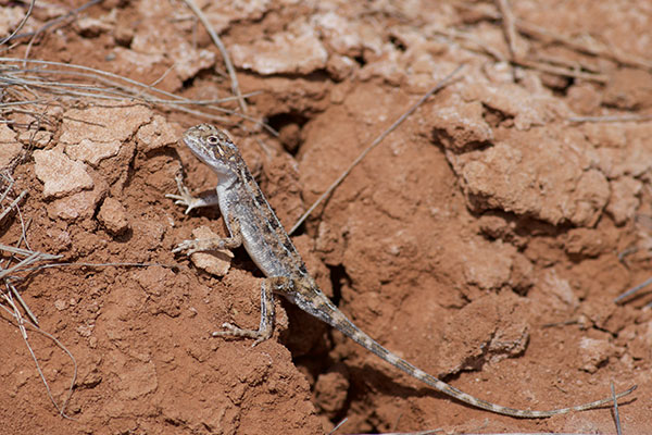 Eyrean Earless Dragon (Tympanocryptis tetraporophora)