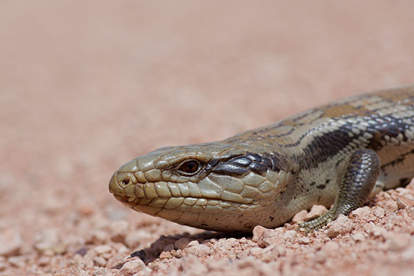 Eastern Blue-tongued Skink (Tiliqua scincoides scincoides)