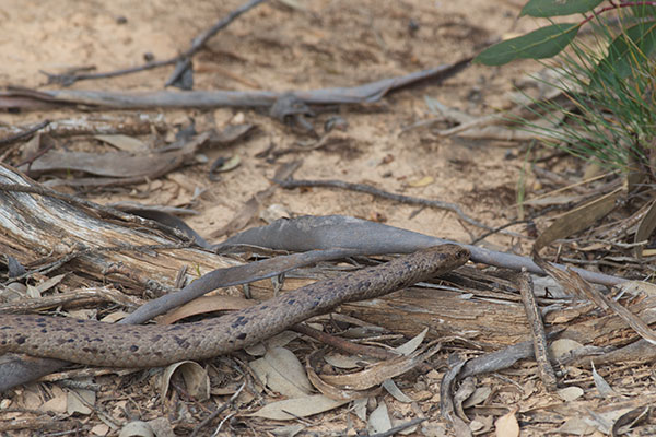 Mainland Dugite (Pseudonaja affinis affinis)