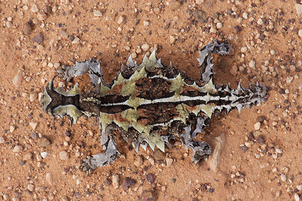 Thorny Devil (Moloch horridus)