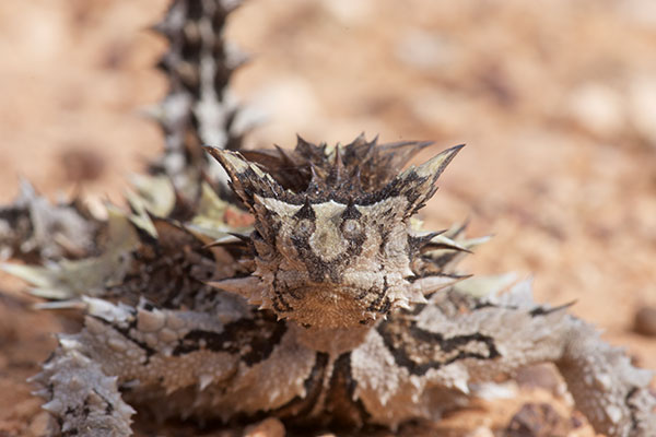 Thorny Devil (Moloch horridus)