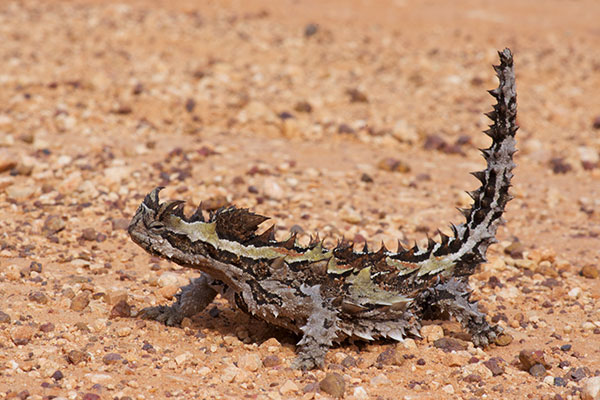 Thorny Devil (Moloch horridus)