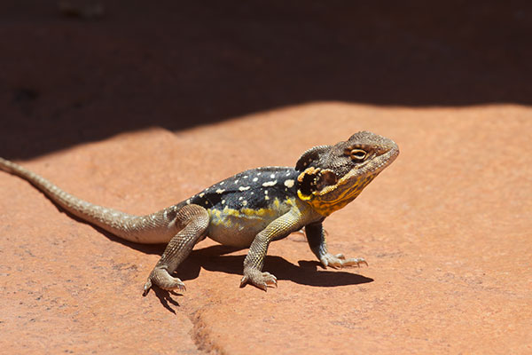 Peninsula Dragon (Ctenophorus fionni)