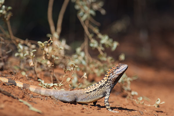 Crested Bicycle-dragon (Ctenophorus cristatus)