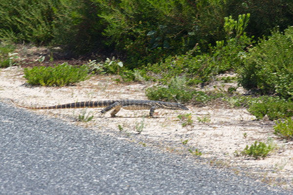 Heath Monitor (Varanus rosenbergi)