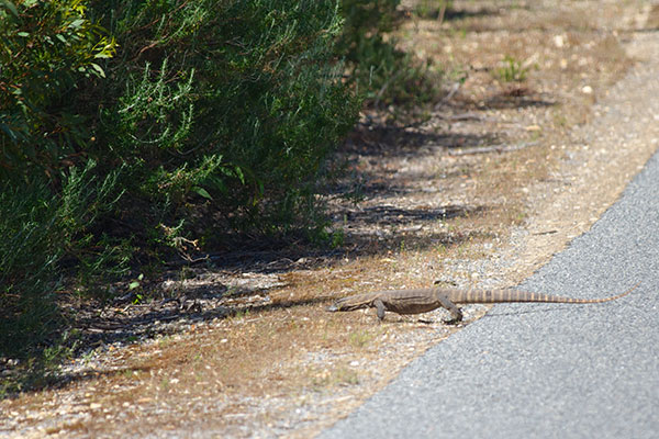 Heath Monitor (Varanus rosenbergi)