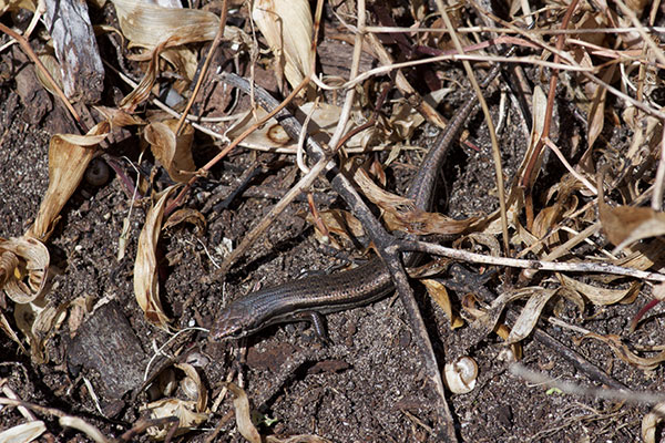 Common Dwarf Skink (Menetia greyii)