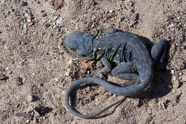 Peninsula Dragon (Ctenophorus fionni)