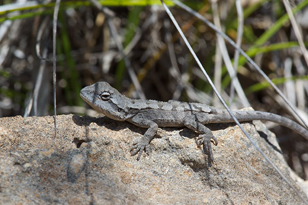 Mallee Tree Dragon (Amphibolurus norrisi)