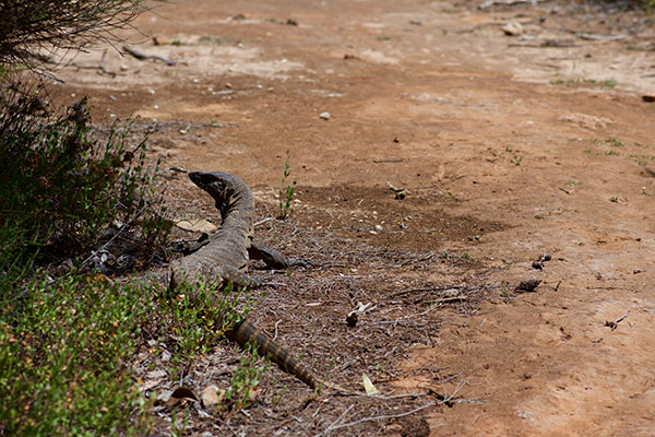 Heath Monitor (Varanus rosenbergi)