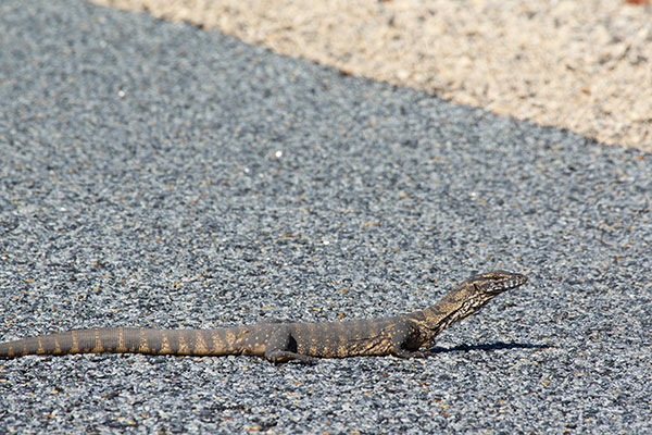 Heath Monitor (Varanus rosenbergi)