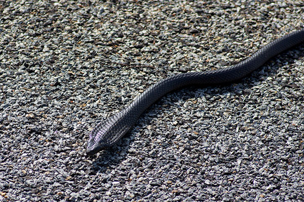 Black Tiger Snake (Notechis scutatus niger)