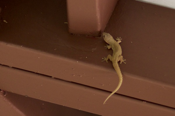 Common House Gecko (Hemidactylus frenatus)