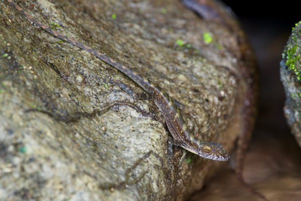 Stream Anole (Anolis lionotus)