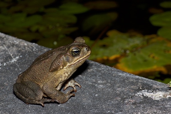 Giant Toad (Rhinella horribilis)