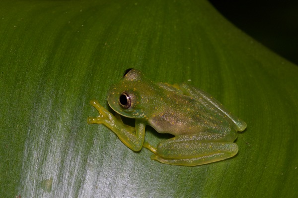Yellow-flecked Glass Frog (Sachatamia albomaculata)