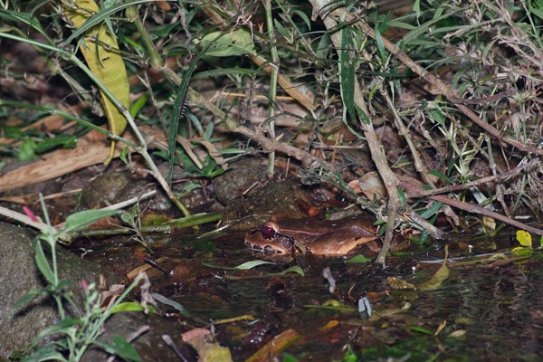 Savage’s Thin-toed Frog (Leptodactylus savagei)