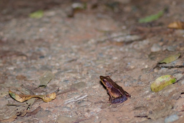 Brilliant Forest Frog (Lithobates warszewitschii)