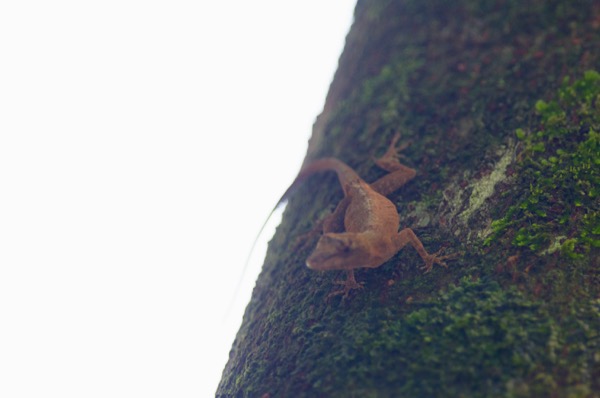 Amazon Bark Anole (Anolis ortonii)