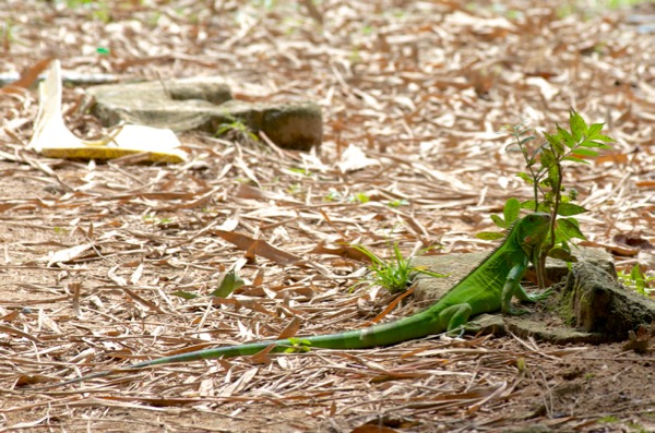 Green Iguana (Iguana iguana)