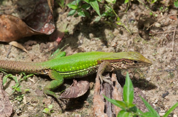 Giant Ameiva (Ameiva ameiva)