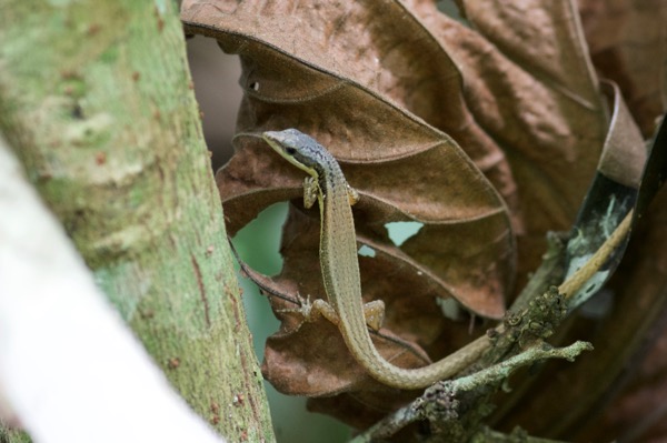 Elegant Eyed Lizard (Cercosaura argula)