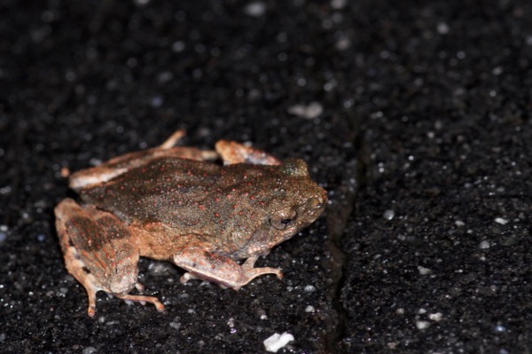 Peters’ Dwarf Frog (Engystomops petersi)