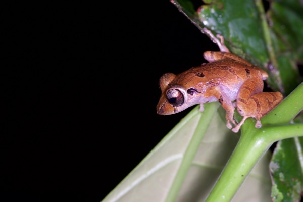 Carabaya Rain Frog (Pristimantis ockendeni)