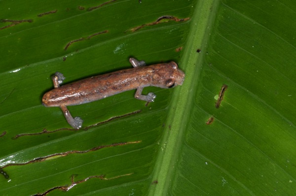 Peruvian Climbing Salamander (Bolitoglossa peruviana)