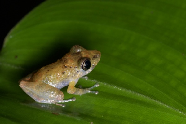 Luscombe’s Rain Frog (Pristimantis luscombei)