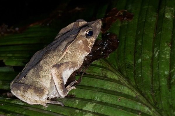 Crested Forest Toad (Rhinella "margaritifera")