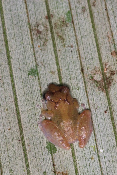 Luscombe’s Rain Frog (Pristimantis luscombei)