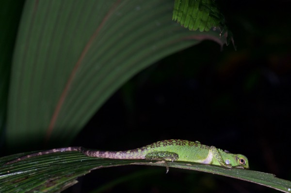 Amazon Forest Dragon (Enyalioides laticeps)
