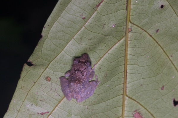 Luscombe’s Rain Frog (Pristimantis luscombei)