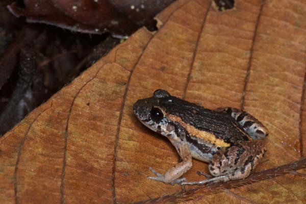 Forest Chirping Frog (Adenomera hylaedactyla)