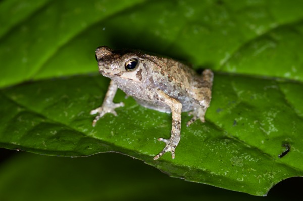 Crested Forest Toad (Rhinella "margaritifera")