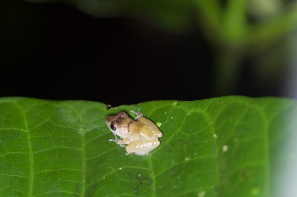 Luscombe’s Rain Frog (Pristimantis luscombei)