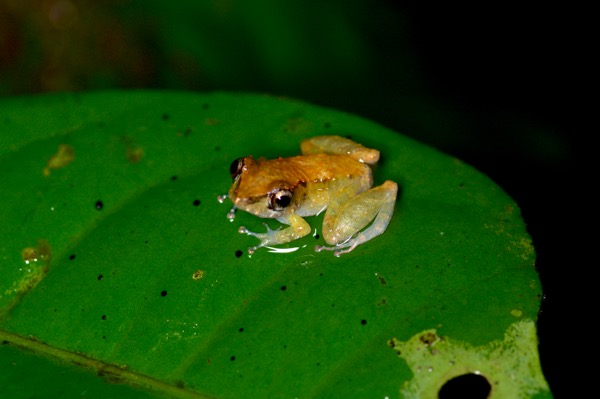 Luscombe’s Rain Frog (Pristimantis luscombei)