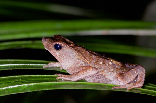 Crested Forest Toad (Rhinella "margaritifera")