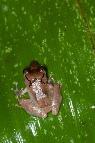 Luscombe’s Rain Frog (Pristimantis luscombei)