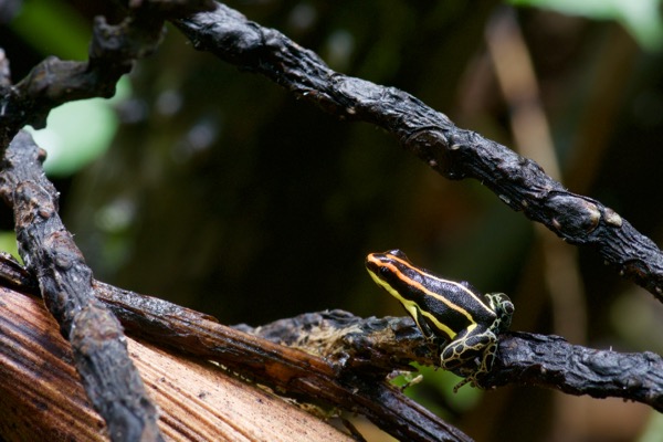 Uakari Poison Frog (Ranitomeya uakarii)