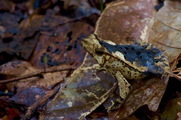 Crested Forest Toad (Rhinella "margaritifera")